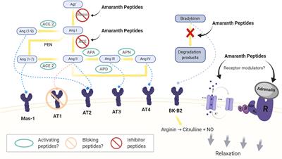 Amaranth as a Source of Antihypertensive Peptides